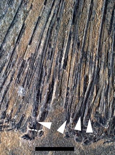 Figure 7. Cloacal region of Stemmatodus rhombus (Heckel, Citation1854) MNHN JRE 41 with the arrows pointing to the bifurcated scales anterior and posterior to the cloaca. Dashed line indicates boundary between ventral ridge scale and bifurcated posterior modified cloacal scale. Scale bar = 50 mm.