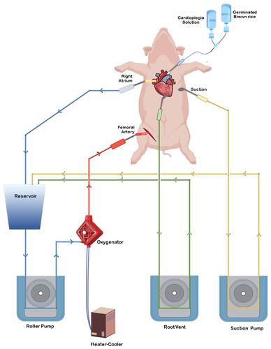 Figure 1 Diagrammatic representation of cardiopulmonary bypass surgery in a porcine experimental model. The open-heart surgery procedure was performed on the median sternotomy. An arterial cannula was placed in a femoral artery, and a venous cannula was inserted into the right atrium. Both cannulas were connected to the CPB circuit. Venous blood was drained from the right atrium cannula to the blood reservoir and delivered to the oxygenator, the artificial lung, by the CPB pump. The blood was then returned to animal circulation via the femoral artery. Spill-blood was returned to the blood reservoir through a suction line. Blood in the heart chambers was drained by vent line. Cardioplegic solution and GBR solution were supplied to protect the myocardium and stop the heart beating during surgery.