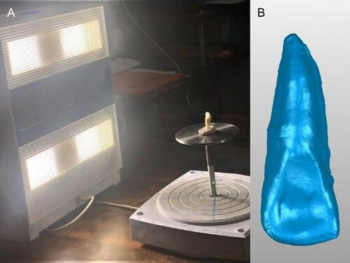 Figure 1. Laser scanning of the tooth specimen (A) and the 3D model of the scanned specimen (B).