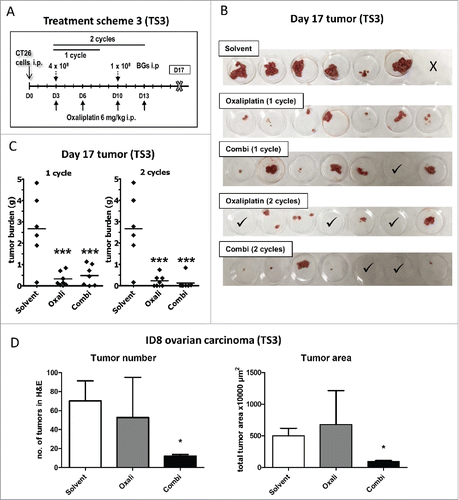 Figure 3. Enhanced efficacy of repeated combination treatment. (A) Female BALB/c mice were injected i.p. with 1 × 105 CT26 cells on day 0 (D0) and treated according to TS3 (n = 7 per group). After one or two cycles of therapy, mice were dissected on day 17 and tumor weight assessed. (B) Pictures of the collected tumor tissues are shown (one of the solvent-treated animals died on day 16, thus no tumors were available here; ✓ marks tumor-free mice). (C) Individual and median tumor weights per treatment group are plotted. Statistical significance was calculated by nonparametric one-way ANOVA and Bonferroni posttest (***p < 0.001, as compared to solvent group). (D) Female C57 BL/6 mice were injected i.p. with 1 × 106 ID8 cells and treated according to TS3 with two therapy cycles (n = 4 per group). The experiment was terminated on day 35 and the intraperitoneal fat tissue containing the small tumor lesions was collected, histologically reprocessed, and H&E-stained. Number of tumor nodules was evaluated from stained slides by counting. In addition, tumor area was digitally measured from scanned H&E-stained slides using Panoramic Viewer Software. Statistical significance was calculated by unpaired t test (* p < 0.05, as compared to solvent group).