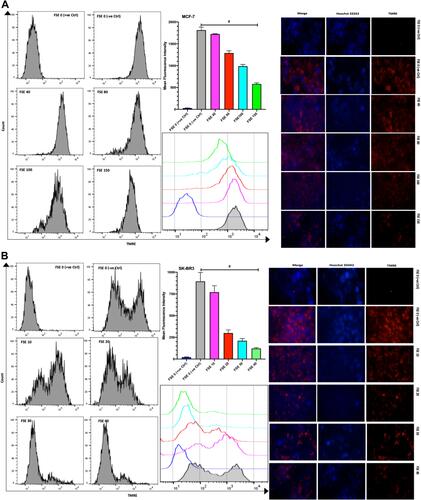 Figure 9 Effect of FSE on mitochondrial membrane potential (MMP or ΔΨm). (A) MCF-7 and (B) SK-BR3 cells (2.5 × 105 cells for flow cytometry and 5 × 104 cells for confocal microscopy) were grown, followed by the treatment with the specified concentrations for 48 hours in 6 well and 24 well plates, respectively. The ΔΨm of the cells was measured quantitatively and qualitatively using TMRE by the flow cytometry and confocal microscopy (Magnification, 300X), correspondingly. The representative images and analyses of ΔΨm as ± SEM of three independent experiments. Statistical differences were analyzed by Ordinary one-way ANOVA, Tukey’s multiple comparison test. #Significant difference between each treated group. The FCCP (20 µM) was added 10 minutes prior to staining with TMRE in FSE 0 (+ve Ctrl) treated cells.