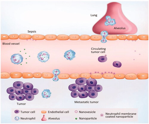 Figure 3. Neutrophil-mediated targeted delivery of nanotherapeutic drugs and neutrophil membrane-derived vesicles for targeted drug delivery. Reprinted with permission from Chu et al. (Citation2018). Copyright ©2018, Drug Delivery.