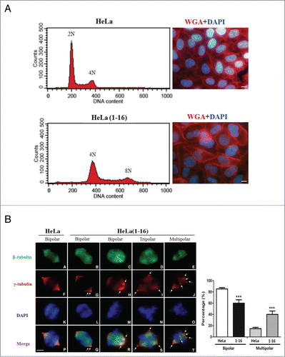 Figure 4. FLJ25439 overexpression elicits tetraploidization and aberrant mitoses. (A) Representative flow cytomerty analysis of DNA content of HeLa compared to HeLa(1-16). The DNA histogram showed HeLa(1-16) harbored tetraploid DNA complement, while the parental HeLa cells are diploid. Both the nucleus (stained blue by DAPI) and cell (stained red by WGA) size of HeLa(1-16) cells are larger than those of the parental HeLa. (B) HeLa(1-16) display multipolar mitosis during cell cycle progression. Cells were synchronized by release from thymidine block and immunostained (left panel) with β-tubulin (green), γ-tubulin (red) and counter stained with DAPI (blue). Bipolar or multipolar mitoses were scored for HeLa(1-16) compared to HeLa (right panel). Data are mean ± SD (n = 3, each 100 cells). Arrows indicate centrosomes. Bar, 5 μm. ***, P < 0.01.