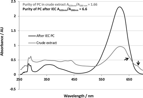 Figure 4. Room temperature absorption spectral scan of dialyzed crude extract and purified C-PC after IEC (250–700 nm).