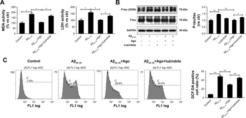 Figure 3 Effect of agomelatine and luzindole on oxidative stress and tau phosphorylation induced by Aβ25–35 in PC12 cells.