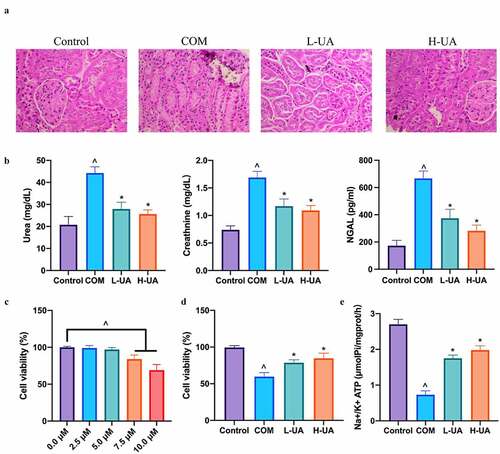 Figure 1. UA reduced COM-induced pathological damage to the kidney