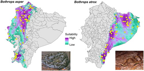Figure 1. Ecological niche models for the two most dangerous snakes in Ecuador (Bothrops asper and B. atrox). Photo credits: B. asper (Jerry Oldenettel) and B. atrox (Andreas Schlüter). Source: Authors.