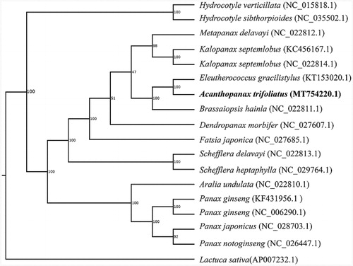 Figure 1. The phylogenetic tree of the A. trifoliatus (Linn.) Merr. and other species based on the 18 complete chloroplast genome sequences with 1000 bootstrap replicates.