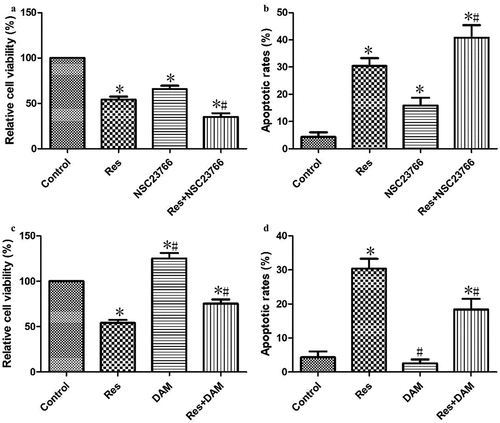 Figure 6. Resveratrol inhibited the growth of CAL-27 cells via suppressing RAC1 expression. After treatment with NSC23766 (2 μM) or DAM (2 μM) for 4 h, and then incubation with 20 μΜ resveratrol for 48 h, the cell viability (a and c) and apoptosis (b and d) were measured using CCK-8 assay and Annexin V-FITC staining, respectively. *P< 0.05, compared to control mimic; #P< 0.05 compared to the resveratrol group