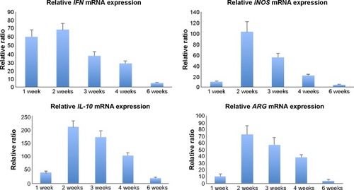 Figure 8 Gene expression of IFN-γ, iNOS, IL-10, and ARG in explanted tissues at different time points.Abbreviations: IFN, interferon; iNOS, inducible nitric oxide synthase; IL, interleukin; ARG, arginase.