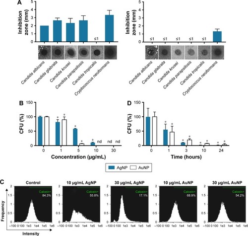 Figure 3 Antifungal activity of AgNPs and AuNPs, Agar diffusion assay and the size of the inhibition zones (A). Survival rate of Cryptococcus neoformans after AgNP or AuNP treatment determined by the establishment of the CFU (B) and flow cytometry (D). Time-dependent survival of Cr. neoformans cells after exposure to 10 µg/mL AgNPs and AuNPs (C). *Two-way ANOVA p≤0.05.Abbreviations: AgNP, silver nanoparticle; AuNP, gold nanoparticle; CFU, colony forming units; nd, non-detectable.