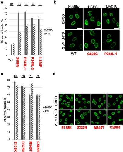 Figure 3. FTI treatment improves nuclear morphology in MAD-B patient cells which have a prelamin A processing defect, but not in APS patient cells in which processing is unaffected. (a, c) Percentage of abnormal nuclear morphology in untreated (vehicle only) or FTI-treated patient cells. Cells were treated with vehicle only or 2 µM lonafarnib for 48 hr. Results from healthy and processing-defective (MAD-B and HGPS) patient cells are shown in (a), and from processing-proficient APS patient cells in (c). For each patient cell line, cell populations were propagated independently (n = 3) and ~ 350 nuclei/population for a) or ~ 250 nuclei/population for (c) were counted. Scoring criteria for normal and aberrant nuclear morphology are discussed in the materials and methods. Values plotted represent the mean; error bars indicate the standard error of the mean (SEM). Statistical significance was determined by unpaired, two-tailed t-test, with P-values indicated as follows: ns, P > 0.05; * P < 0.05; ** P < 0.01; *** P < 0.001; ****P < .0001. (b, d) Representative immunofluorescence micrographs of the patient cell lines, untreated or lonafarnib (LNFB)-treated and stained with anti-lamin A/C antibody, are shown. The scale bar is 20 µm.