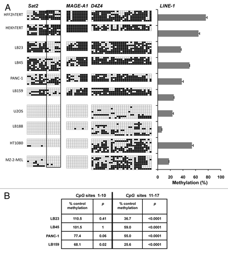 Figure 6. Heat shock pathway-dependent signature of Sat2 demethylation is also observed in cancer cell lines. (A) Left panel: methylation profile of Sat2, D4Z4 and MAGE-A1 promoter determined by sequencing of bisulfite-treated DNA molecules isolated from sarcoma (LB23, U2OS, LB188, HT1080), melanoma (LB45, MZ-2-MEL) and carcinoma (PANC-1, LB159) cell lines and from HFF2hTERT and HEKhTERT non-tumoral cell lines; right panel: LINE-1 methylation level determined by qMS-PCR on bisulfite-treated DNA with [methylated LINE-1 /(methylated LINE-1 + unmethylated LINE-1)] ratios expressed as % ± SEM (B) Relative methylation levels of CpG sites 1–10 or 11–17 of Sat2 in LB23, LB45, PANC-1 and LB159 cancer cell lines compared with the methylated CpG content of Sat2 DNA from HFF2hTERT and HEKhTERT control cells together. Yates’ χ2p-values are indicated.