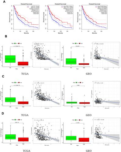 Figure 10 The risk score and the levels of PD-1, PD-L1, and CTLA4 were linked in the TCGA and GEO cohorts. (A) Kaplan–Meier study for SKCM patients classified as high or low risk based on PD-1, PD-L1, and CTLA4 expression; (B) PD-1 expression in two groups and the correlation between PD-1 level and risk score; (C) PD-L1 expression in two groups and the correlation between PD-L1 level and risk score; (D) CTLA4 expression in two groups and the correlation between CTLA4 and risk score.
