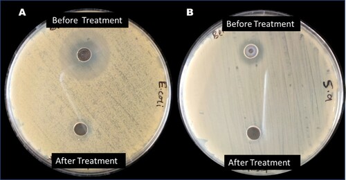 Figure 8. Result of toxicity test of (A) Escherichia coli DSM 10974 and (B) Staphylococcus aureus ATCC 25923 contaminated water before and after treatment with ZnWK-5 composite