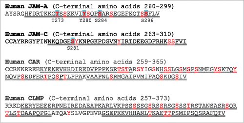 Figure 2. JAM-A, CAR and CLMP cytoplasmic domains. Red text, phosphorylation sites identified by MS (14; blue highlighted residues are referred to in text, double underline identified regions predicted to be disordered (see text).