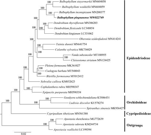 Figure 1. Maximum likelihood analysis based on the 25 representative plastid genome sequences of Orchidaceae with three outgroup species of Apostasioideae. Numbers near the nodes mean bootstrap support value.