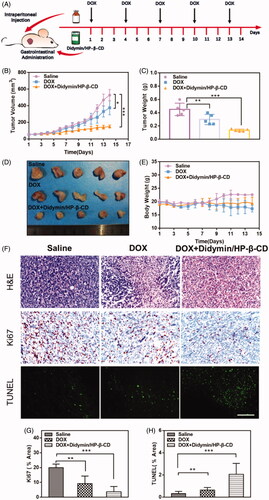 Figure 6. In vivo anti-tumor efficiency of chemotherapeutic plus Didymin/HP-β-CD therapy in nude mice bearing MCF/ADR tumors. (A) The schematic diagram for in vivo chemosensitization study of Didymin/HP-β-CD for chemotherapy. (B) Tumor volume change curves. The tumor weight and images of the excised tumors on day 14. (E) Bodyweight change mice during treatment. (F) Histological analysis of the tumor tissues receiving different cancer therapies on day 14. Ki67- (G) and TUNEL-(H) positive level were measured from Immunohistochemical assays using Image J. Scale bar: 100 µm. ** represents p < .01, *** represents p < .001.