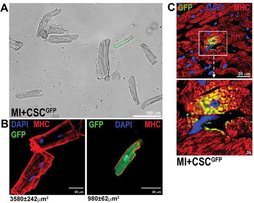 Figure 4. (A) Light microscopy image of freshly isolated adult cardiomyocytes from a dissociated heart 28 days after myocardial infarction (MI) and CSCGFP injection (MI+CSCGFP) show a CSC-derived GFP-positive cardiomyocyte. (B) Confocal microscopy images show GFPpos cardiomyocytes isolated from MI+CSCGFP rat hearts at 28 days after MI. Note that GFPpos cardiomyocytes are of smaller size and mono-nucleated when compared to surviving bi-nucleated GFPneg cardiomyocytes of the host. (C) Representative confocal images show at high magnification a CSC-derived newly formed GFPpos cardiomyocyte in the infarct-border zone 28 days after MI treated with CSCGFP.(adapted from Vicinanza et al. 2017 [Citation25]).