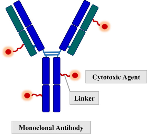 Figure 1 Structure of an antibody-drug conjugate.