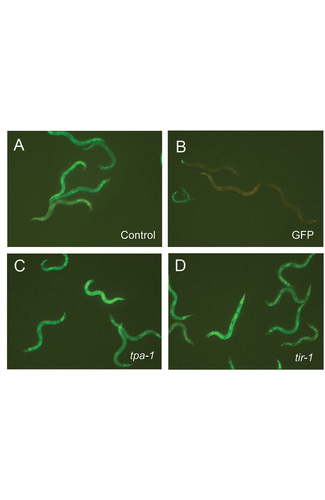 Figure 4 Regulation of pnlp-29::GFP by fasn-1 is independent of the PKC-p38 MAPK pathway. RNAi of tpa-1 (C) and tir-1 (D) in fasn-1(fr8) background does not reduce the constitutive expression of pnlp-29::GFP seen in control worms raised on bacteria containing an empty RNAi vector (A), unlike GFP RNAi (B).