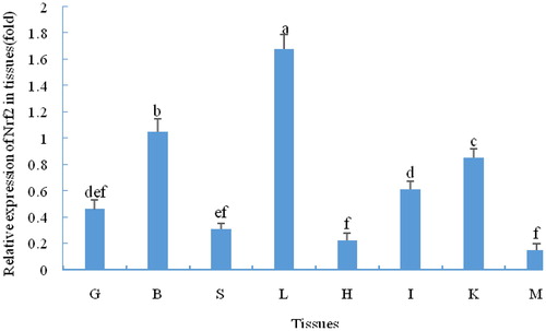 Figure 2. Relative Expression of Nrf2 in different C. nasus tissues.Note: The uppercase letters indicate the tissue type: G, gill; B, brain; S, spleen; L, liver; H, heart; K, kidney; I, intestine; M, muscle. Different lowercase letters indicate significant differences (P<0.05).