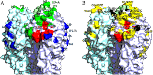 Fig. 4 Antigenic structure of H9 HA.Homotrimers of H9 HA. Selected receptor-binding residues shown in red (P92, G128, T129, S130, S131, A132, W142, N173, L184, Y185, N214, G215, G218 and R219). Images made in PymolCitation52 (Schrödinger) based on the structure of A/swine/Hong Kong/9/1998 (Protein databank ID:1JSD)Citation53. a Residues recognised by mouse mAbs, positions with updated site H9-A shown in green, H9-B residues shown in blue. b Residues labelled with substitutions that affect the binding of chicken polyclonal antisera. Non-glycosylation altering substitutions shown in yellow; glycosylation site adding mutations shown in black; site 150, which had both glycosylation adding and non-glycosylation adding mutations shown in brown
