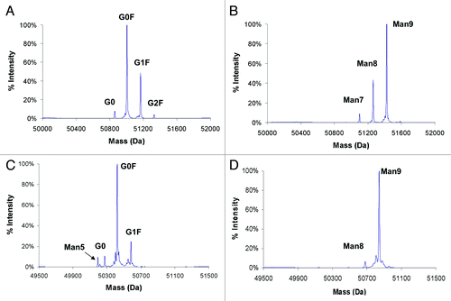 Figure 2. Mass spectra of the heavy chain of antibodies with different glycans measured by rpHPLC ESI-MS. Antibodies were expressed with or without kifunensine treatment during cell culture. (A) mAb1 without kifunensine; (B) mAb1 with 100 ng/mL kifunensine; (C) mAb2 without kifunensine; (D) mAb2 with 5 μg/mL kifunensine.