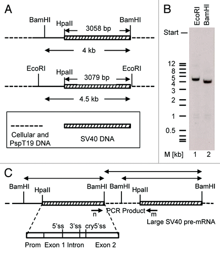 Figure 5. Sequence duplication in the sT-ag-associated transcript was not related to an equivalent DNA duplication. (A) Enzymatic cleavage scheme of genomic DNA for southern hybridization. The genomic DNA of a sT-ag producing clone was digested with EcoRI or BamHI. Both enzymes cut outside the SV40 DNA coding for T-ag: once in the multiple cloning site of the vector pspT19 that was used for cloning of the SV40 HpaII–BamHI early SV40 DNA segment reconstituting the BamHI site, and once upstream in a distance of about 3.1 kb (size of the HpaII-BamHI fragment) or more within the host genomic DNA. (B) Single bands of about 4.5 kb (EcoRI, lane 1) or 4 kb (BamHI, lane 2) indicated the integration of a single copy of the early SV40 DNA HpaII–BamHI segment into the genomic DNA of the host cell. (C) Hypothetical HpaII–BamHI SV40 DNA segment tandem duplication. BamHI (or EcoRI) digestion of the genomic DNA would generate two SV40-specific BamHI fragments. If the host-genomic DNA linker sequence does not contain a BamHI site, then the size of one fragment would indirectly indicate the distance of the two integrated HpaII–BamHI SV40 DNA segments in the genomic host DNA. A PCR from the genomic DNA with primers n and m, binding to the 3′end of exon 1 and the 5′end of exon 2, respectively, using conditions which favor the amplification of long DNA fragments, did not give any product. These results exclude a tandem integration of SV40 DNA into the genome of the sT-ag-producing host cell clone.