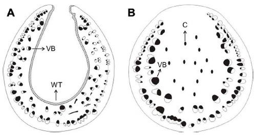 Figure 4 Comparison of the anatomical structure between a hallow and an unhollowed stem.