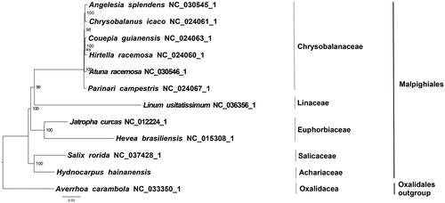 Figure 1. The best ML phylogeny recovered from 12 complete plastome sequences by RAxML. Accession numbers: Hydnocarpus hainanensis (MH708163, this study), Linum usitatissimum NC_036356.1, Salix rorida NC_037428.1, Chrysobalanus icaco NC_024061.1, Parinari campestris NC_024067.1, Couepia guianensis NC_024063.1, Hirtella racemosa NC_024060.1, Hevea brasiliensis NC_015308.1, Jatropha curcas NC_012224.1, Atuna racemosa NC_030546.1, Angelesia splendens NC_030545.1; outgroup: Averrhoa carambola NC_033350.1.