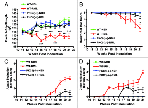 Figure 5. PKCδ knockout mice are resistant to RML scrapie-induced motor deficits. RML scrapie-infected WT and PKCδ (−/−) mice were evaluated weekly for motor changes after inoculation. A) Forelimb grip strength was significantly reduced beginning at 14 wk in wild-type mice, whereas PKC (−/−) animals did not differ significantly from mock-infected wild-type animals throughout the course of infection. B) Motor function was evaluated using the horizontal bar test. Wild-type RML scrapie-infected mice began to show deficits at 17 wk, and changes became significant at 21 wk. RML scrapie-infected PKCδ (−/−) mice and mock-infected mice showed no significant changes. C) Mice were evaluated for open-field ambulation and their ability to initiate movement over the course of several minutes. Slight changes in motor function were observed in infected WT mice beginning at 18 wk, progressing to significant ataxia by 21 wk. Conversely, PKCδ (−/−) mice displayed a delayed onset in motor signs, and changes remained mild throughout the monitoring period. D) The clasping of limbs when held aloft by the tail was evaluated in WT and PKCδ (−/−) mice. Clasping symptoms began in WT mice at 14 wk and steadily progressed to severe over the course of monitoring. PKCδ (−/−) animals did not begin clasping limbs until 17 wk, and symptoms were mild over the course of monitoring. Data represented as mean ± SEM for each group.