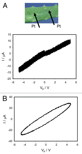 Figure 8. Electrical current I vs. voltage VP applied to a leaf of Aloe vera. Frequency of sinusoidal voltage scanning was 0.001 Hz (A) and 1000 Hz (B). Two-hundred μL of 10 μM FCCP were injected by a syringe to the leaf 25 h before measurement. Position of Pt electrodes in a leaf of Aloe vera is shown. These results were reproduced 14 times.