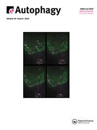 Cover image for Autophagy, Volume 18, Issue 6, 2022