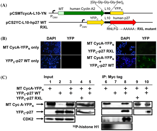 Fig. 1. Construction and verification of the split YFP system for detecting CycA-p27 interaction in living cells. (A) Construction of the split YFP vectors. PCMV, CMV promoter; MT, 6× myc epitope tag; L10, 10-amino acid linker peptide ([Gly-Gly-Gly-Gly-Ser]2). pCS2YC-L10-hp27 RXL carries five alanine-substitution mutations in the RXL (cyclin-binding) motif of p27. (B) Split-YFP fluorescence is detected specifically upon CycA-p27 interaction. HEK293 cells were transfected with 10 μg each of the indicated split-YFP (MT CycA-YFPN and YFPC-p27) expression vectors, and examined under fluorescent microscope. Nuclei were stained with DAPI. YFP signal was detected as green fluorescence. (C) MT CycA-YFPN and YFPC-p27 proteins form a functional complex. HEK293 cells were transfected with 10 μg each of the split-YFP expression vectors, and the cell extracts were subjected to anti-myc tag immunoprecipitation, followed by Western Blot Analysis using antibodies against the myc tag, p27 and CDK2, and by histone H1 kinase assay (32P-histone H1).