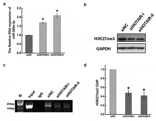 Figure 5. HOTAIR suppressed miR-200a-3p expression by H3 lysine 27 trimethylation.(a).The RNA expression of miR-206 after transfecting siHOTAIR at 48 hr by qRT-PCR. The expression level of miR-206 was normalized to U6. (b). Western blotting was used to measure the expression ofH3K27 trimethylation after inhibiting HOTAIR at 48 hr. GAPDH was used as an internal control. (c). After transfecting with siHOTAIR or siNC, cells were lysed and incubated with H3K27me3 monoclonal antibody at 4°C overnight. Chromatin immunoprecipitation (ChIP) assay was used to determinedtheH3K27me3 expression level occupied on the promoter of miR-200a-3p in HeLa cells. (d). Quantification of the ChIP assay. Data are presented as means ± S.D. and represent results from three independent experiments. Statistically significant differences are indicated: *, P < 0.05.