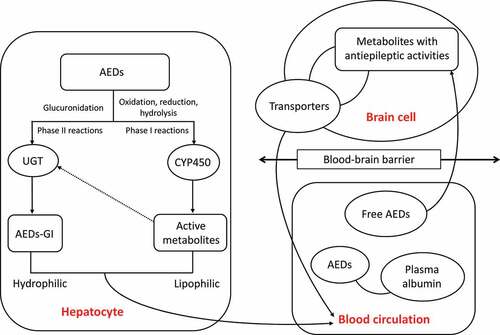 Figure 1. Schematic pathways of antiepileptic drug (AED) metabolizing enzymes in both liver and brain cells and the blood circulation system. The arrowed dashed line indicates the participation in phase II reactions of a portion of the active metabolites derived in phase I reactions. AEDs-GI represents the glucuronidation products of AEDs.