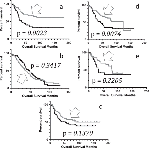 Figure 1. Kaplan-Meier curves representing distinct MAPT gene expression levels. (A) Kaplan-Meier (KM) overall survival (OS) curve representing pediatric neuroblastoma barcode microarray values in the top quintile of MAPT expressers (n = 48, gray, arrow), compared to the OS for the bottom quintile of MAPT expressers (n = 49, black). Mean OS for the top quintile of MAPT expressers, undefined months; mean OS for bottom quintile of MAPT expressers, 37 months. Log rank comparison p-value = 0.0023. (B) KM OS curve for ovarian serous cystadenocarcinoma (OV) barcode microarray values in the top quintile of MAPT expressers (n = 103, gray, arrow), compared to the OS for the bottom quintile of MAPT expressers (n = 102, black). Mean OS for the top quintile of MAPT expressers, 38.40 months; mean OS for bottom quintile of MAPT expressers, 47.57 months. Log rank comparison p-value = 0.3471 (not significant). (C) KM OS curve for pediatric neuroblastoma barcode microarray values in the top quintile of SNCA expressers (n = 48, gray, arrow), compared to the OS for the bottom quintile of SNCA expressers (n = 49, black). Mean OS for the top quintile of SNCA expressers, undefined months; mean OS for bottom quintile of SNCA expressers, 52 months. Log rank comparison p-value = 0.1370 (not significant). (D) KM OS curve for pediatric neuroblastoma barcode RNAseq values in the top half of MAPT expressers (n = 68, gray, arrow), compared to the OS for the bottom half of MAPT expressers (n = 66, black). Mean OS for the top half of MAPT expressers, 125 months; mean OS for bottom half of MAPT expressers, 44 months. Log rank comparison p-value = 0.0074. (E) KM OS curve for pediatric neuroblastoma barcode RNAseq values in the top quintile of MAPT expressers (n = 27, gray, arrow), compared to the OS for the bottom quintile of MAPT expressers (n = 28, black). Mean OS for the top quintile of MAPT expressers, 80 months; mean OS for bottom quintile of MAPT expressers, 34 months. Log rank comparison p-value = 0.2205.