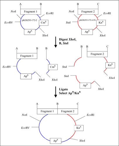 Figure 1.  LBS cloning vectors and approach. Modified pUC18 sister cloning vectors pKos293-172-2 (3.6 kb; insert acceptor) and pKos293-172-A76 (3.9 kb; insert donor), showing restriction sites at the insert edges (A, B, and C). Both vectors contain a common XhoI site used for assembly of inserts. Vector pKos293-172-2 contains a unique CmR marker and EcoRV restriction site, while vector pKos293-172-A76 contains a unique KnR marker and StuI restriction site. For LBS, both acceptor and donor vectors are digested at the XhoI site and B site, the common site between the two adjacent fragments. The donor vector, pKos293-172-A76 in this example, is treated with StuI. The desired two fragments are ligated together, selected on Ap and Kn, and analyzed by gel electrophoresis after restriction with NotI/EcoRI. LBS, ligation by selection; CmR, chloramphenicol resistance gene; KnR, kayamycin resistance gene; ApR, ampicillin resistance gene.