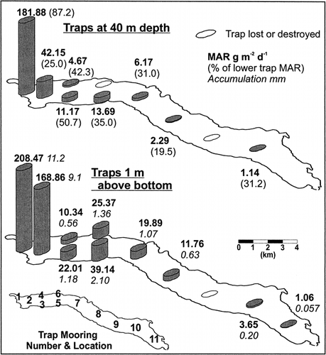 FIGURE 6. Mass accumulation rates (MARs) in Meziadin Lake from sediment traps located at 40-m depth and 1 m above the lake floor during the period 4 or 6 June to 8 August. Values of MAR (bold) represent the mean of 2 traps at each location. MAR in the upper traps is shown as a percentage of that in the lower traps at each site (parentheses). Accumulation during that period on the lake floor (italics) is derived from MAR based on a mean measured bulk density of 1210 km m−3 in 10 surficial samples of the lake floor. Trap numbers refer to discussion in text. Only the lower traps were deployed at site 11 due to the shallow water depth