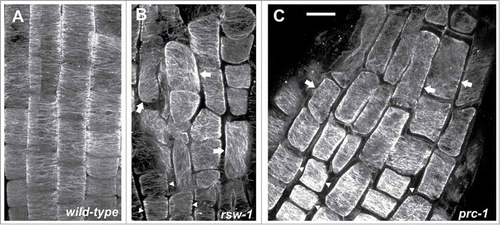 Figure 1. Maximum projections of consecutive CLSM sections after α-tubulin immunostaining, as described in ref. 10, through the transition and elongation zones of wild-type (A) and rsw1 roots kept for 24 h at 31°C (B), or prc1 (C) roots at 22°C. Cortical microtubules are transversely oriented in transition zone cells (arrowheads) in all roots. In cells of the elongation zone (arrows), microtubule orientation is not transverse in the mutants, compared to the wild-type (B, C; cf. A). All plant materials were purchased from NASC (http://arabidopsis.info/). Scale bar: 20μm.