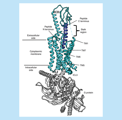 Figure 5. The generic structure of a class B G-protein-coupled receptor bound to a G protein.The figure shows the GLP-1R in an active G-protein-bound state (Protein Data Bank code 6B3J). The N terminus of the agonist peptide binds in the TM bundle, while the C terminus interacts with the receptor ECD. The flexible stalk region and the ICL3 were not resolved in the cryo-electro microscopy map.ECD: Extracellular domain; ICL: Intracellular loop; TM: Transmembrane.