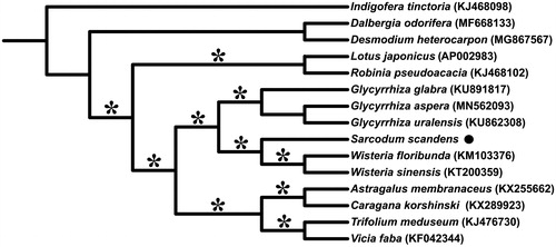 Figure 1. Maximum likelihood (ML) phylogenetic tree based on 14 chloroplast genomes of Fabaceae. The position of Sarcodum scandens is indicated with black dot. The bootstrap values of 100% are shown on branches with asterisks.