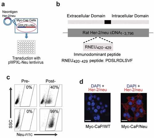 Figure 1. Generation of the Myc-CaP/Neu Cell Line.