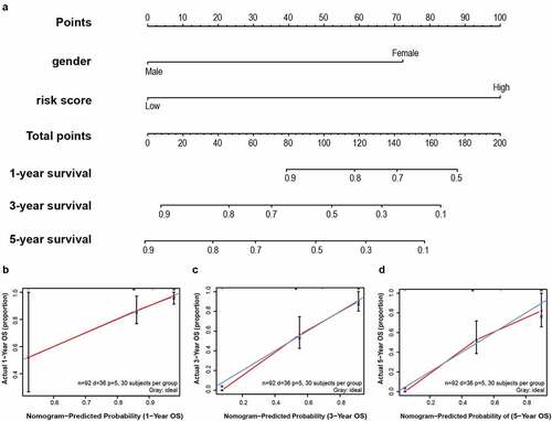 Figure 8. A nomogram was established for predicting 1-, 3- and 5-year OS. (a) Nomogram associated with statistically differentiated 2-mRNA signature and genders to predict short-termed to the long-termed OS in patients with LSCC. (b–d) The calibration curve of the nomogram for the prediction of 1-, 3- and 5-year OS. The blue solid line shows an ideal nomogram and the red solid line indicates the current nomogram. Two lines approach together means the nomogram performed well. Vertical lines represent 95% CI