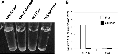 Figure 1. Pellicle-forming abilities of YFY-6 and W3 strains (A) and expression levels of FLO11 mRNA in YFY-6 and W3 cells cultivated in flor and glucose media (B).