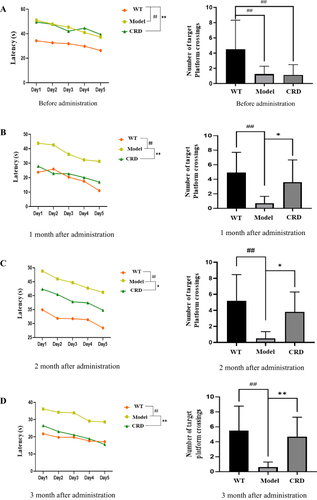 Figure 1 Effects of CRD on escape latency and number of times crossing platforms in 3×Tg-AD mice. (A) Before administration, (B) 1 month after administration, (C) 2 month after administration, (D) 3 month after administration. Data are expressed as the mean from 8 mice per group, ##p<0.01 versus the WT group; *p<0.05, **p<0.01 versus the Model group.