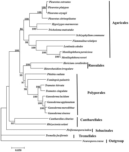 Figure 1. Neighbour-joining tree of 26 species of Agaricomycotina conducted using MEGA 7.0 (Kumar et al. 2016) based on concatenated amino acid sequences of 13 mitochondrial protein-coding genes, including atp6, atp8, atp9, cob, cox1, cox2, cox3, nad1, nad2, nad3, and4, nad4L, nad5 and nad6. All the sequences were aligned using Clustal X (Thompson et al. 2010). The 25 other species used in this study were listed following: Cantharellus cibarius (NC_020368), Flammulina velutipes (NC_021373), Fomitopsis palustris (NC_034349), Hericium coralloides (NC_033903), Ganoderma applanatum (NC_027188), Ganoderma lucidum (NC_021750), Ganoderma meredithae (NC_026782), Ganoderma sinense (NC_022933), Heterobasidion irregulare (NC_024555), Lentinula edodes (NC_018365), Moniliophthora perniciosa (NC_005927), Moniliophthora roreri (NC_015400), Pleurotus citrinopileatus (NC_036998),Pleurotus ostreatus (NC_009905), Pleurotus platypus (NC_036999), Phlebia radiata (NC_020148), Rhizoctonia solani (HF546977), Schizophyllum commune (NC_003049), Serendipita indica (FQ859090), Trametes hirsuta (NC_037239), Tremella fuciformis(NC_036422), Trichosporon asahii var. asahii (MT: JH925097), Trametes cingulata (NC_013933) and Tricholoma matsutake (NC_028135). Neurospora crassa (NC_026614) was served as an outgroup. The percentages of replicate trees in which the associated taxa clustered together in the bootstrap test (1000 replicates) were shown next to the branches.