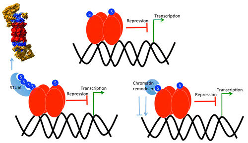 Figure 1. SUMO-Interacting Proteins regulate protein activity and stability. A hypothetical transcription factor is SUMOylated, which enhances its transcriptional factor activity or renders it repressive functions (top). SUMO, attached to this transcription factor, could also recruits other proteins such as chromatin remodeling enzymes that may regulate chromatin methylation state (bottom right), or a polySUMO chain can form and this recruits SUMO-Targetd Ub E3 ligases that mediate the turnover of these transcription factors through the 26S proteasome (bottom left).