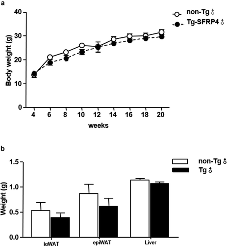 Figure 3. Body mass, fat mass, and liver weight in Tg mice. (a) Body weight changes in Tg mice and non-Tg littermates. (b) The ig WAT weight, epi WAT weight, and liver weight of non-Tg and Tg-SFRP4 mice. Data are expressed as the mean ± SEM, n = 8 for each group. **P < 0.01 vs. non-Tg